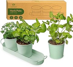 Cultivar hierbas sin espacio: alternativas a las macetas pequeñas