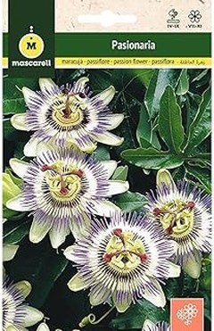 ¿Qué hacer si las semillas de flores perennes no germinan?