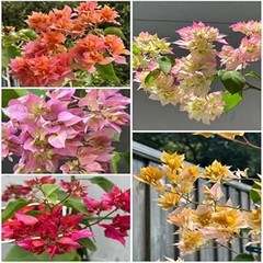 Descubre los increíbles beneficios de cultivar flores en tu balcón