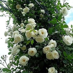 Descubre los beneficios de las flores perennes en tu jardín