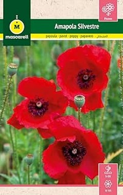 Ventajas de Cultivar Flores Silvestres en el Jardín