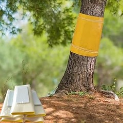 Guía para elegir el collar o barrera adecuada contra hormigas