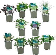 Consejos para asegurar la germinación de semillas de lavanda