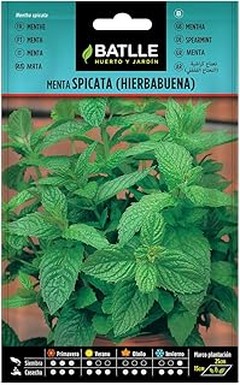 Guía práctica para preparar infusiones con menta hierbabuena