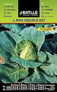 Guía para plantar semillas de repollo en macetas grandes