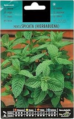** Comparativa de semillas: menta hierbabuena vs. otras variedades de menta