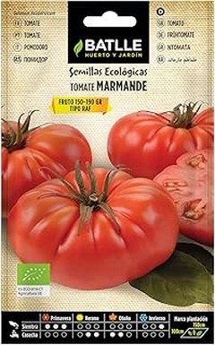 ¿Cuándo sembrar semillas de tomate para maximizar tu cosecha?