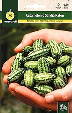 ¿Qué cuidados requieren las plantas de pepino y melón pequeño después de sembrar?