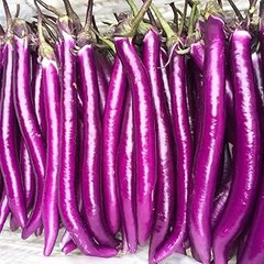 Mejores lugares para comprar semillas de berenjena para tu huerto urbano