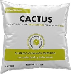 Errores al usar sustrato para cactus y cómo evitarlos