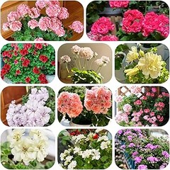 Cómo elegir las mejores semillas de flores para macetas colgantes