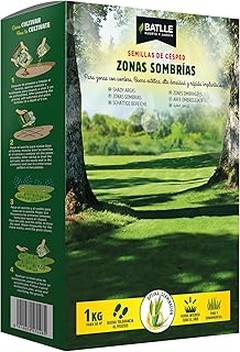 Cómo mantener el césped en zonas de sombra: guía práctica