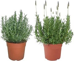 Comparativa de las mejores semillas de lavanda para tu hogar