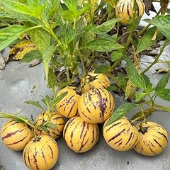 Mejores semillas de pepino y melón pequeño para cultivadores urbanos