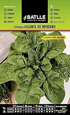 Soluciones a problemas comunes al cultivar espinaca y acelga en macetas profundas
