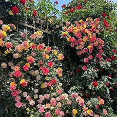 Problemas frecuentes al cultivar flores en balcones y cómo solucionarlos