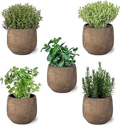 Cómo reutilizar macetas pequeñas para cultivar hierbas aromáticas