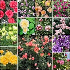 Descubre las mejores semillas de flores trepadoras aromáticas
