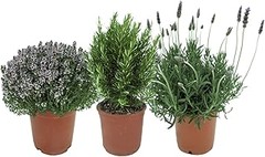 Soluciones a Problemas Comunes al Cultivar Romero