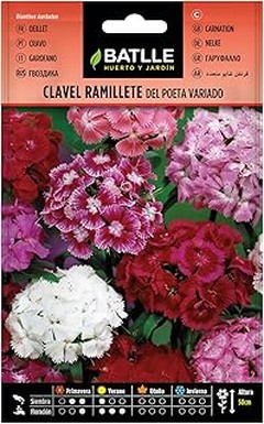 Beneficios de Usar Semillas de Flores Anuales en Jardineras