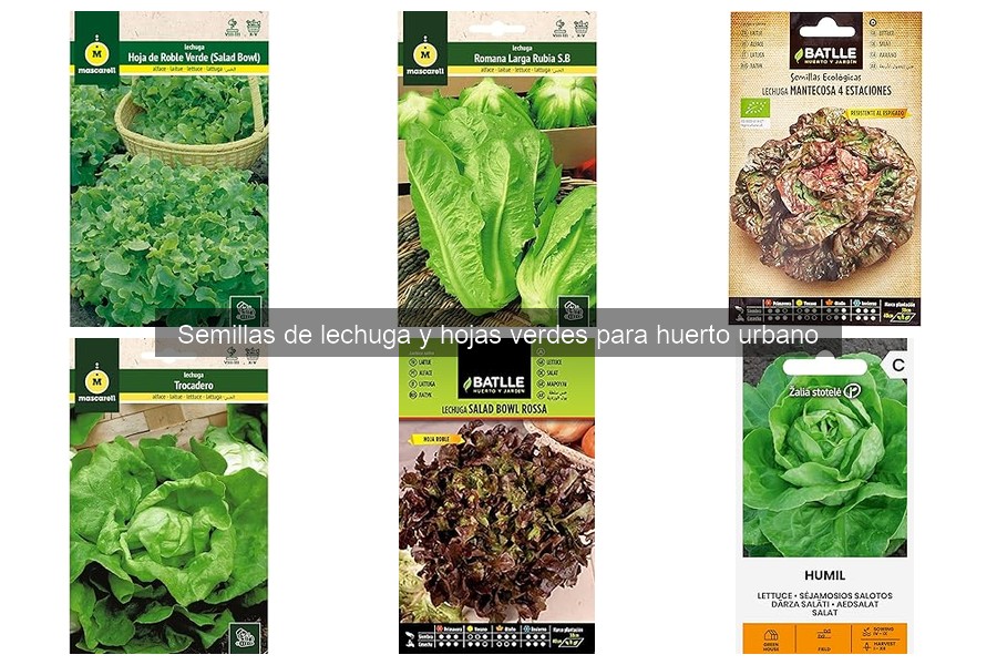 Alternativas a las semillas de lechuga para tu huerto urbano