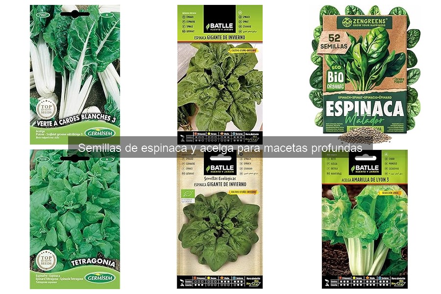 Alternativas a Semillas de Espinaca y Acelga para Cultivo Urbano