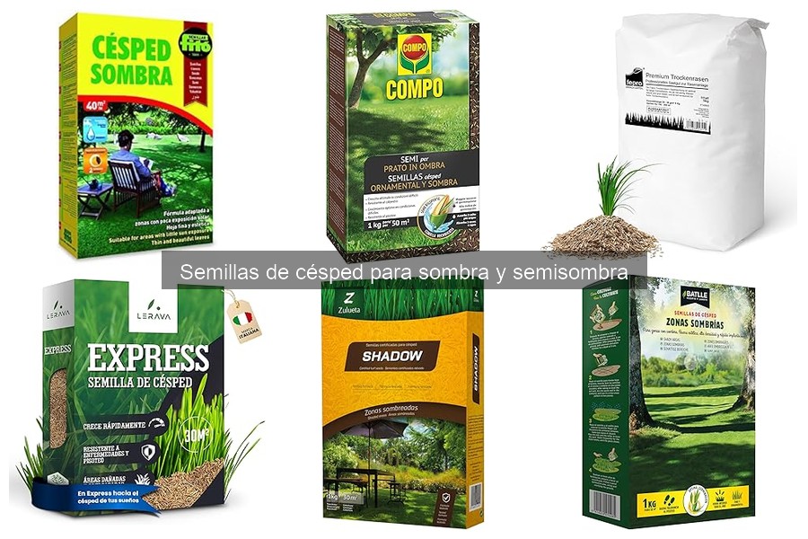 Alternativas al césped para áreas sombreadas | Guía práctica