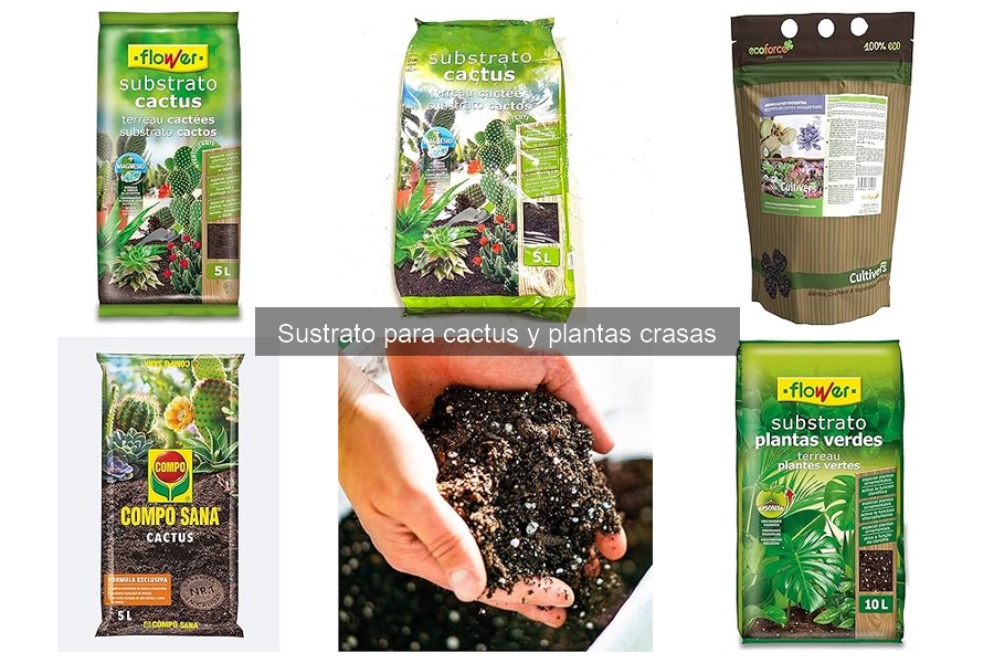 Alternativas al sustrato comercial para cactus y crasas