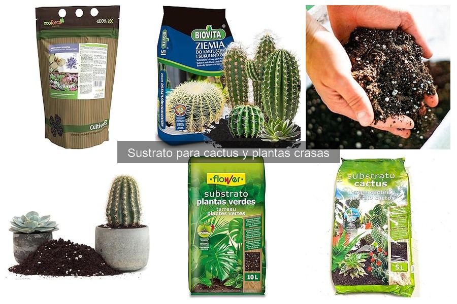 Aprende a preparar sustrato casero para cactus y suculentas