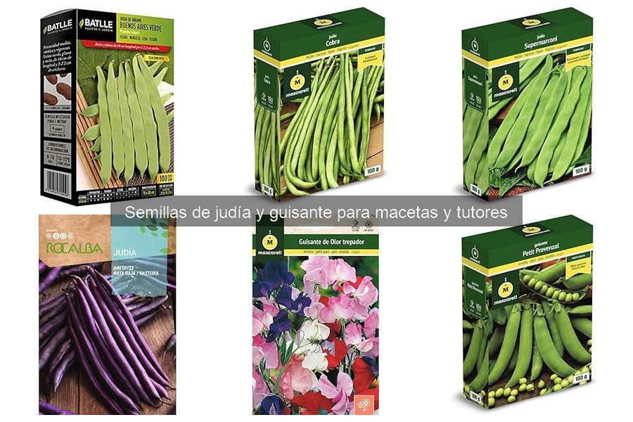 Beneficios de cultivar judías y guisantes en macetas
