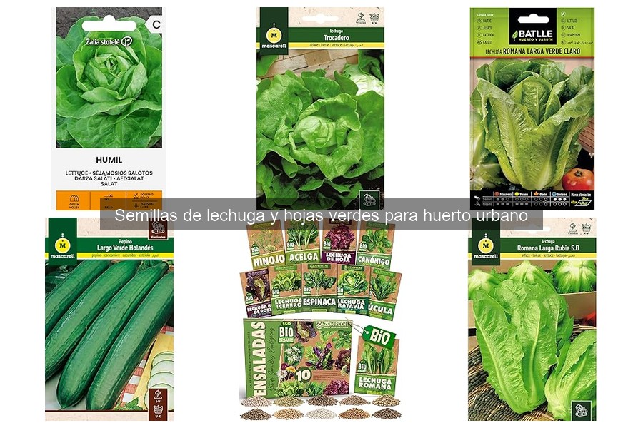 Beneficios de cultivar lechuga en casa para tu huerto urbano