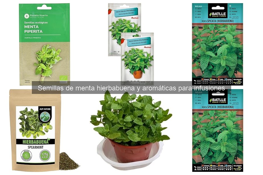 Beneficios de cultivar menta hierbabuena en casa