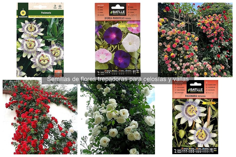 Beneficios de Semillas de Flores Trepadoras en el Jardín