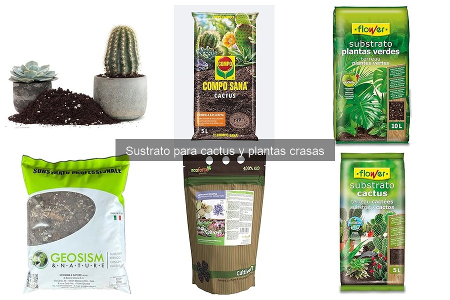 Beneficios de usar sustrato específico para cactus y crasas