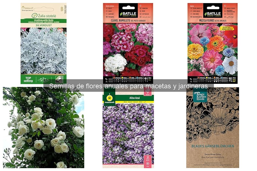 Cómo cultivar flores anuales en macetas: guía práctica