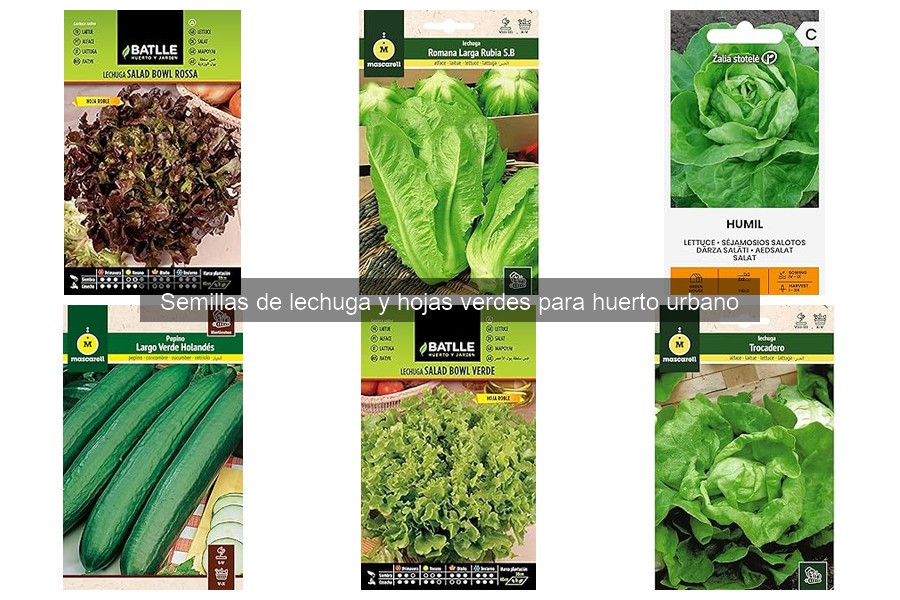 Cómo cultivar lechuga a partir de semillas fácilmente