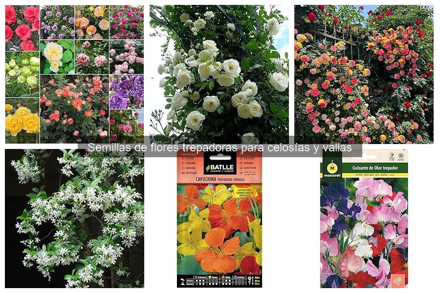 Cómo cultivar semillas de flores trepadoras fácilmente