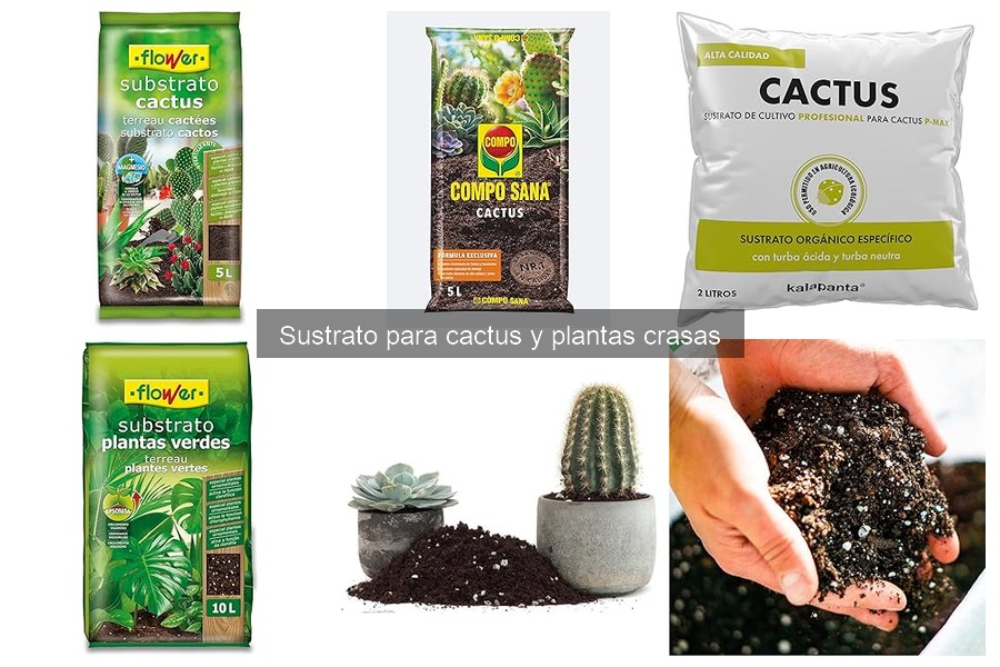 Cómo elegir el sustrato perfecto para tus cactus