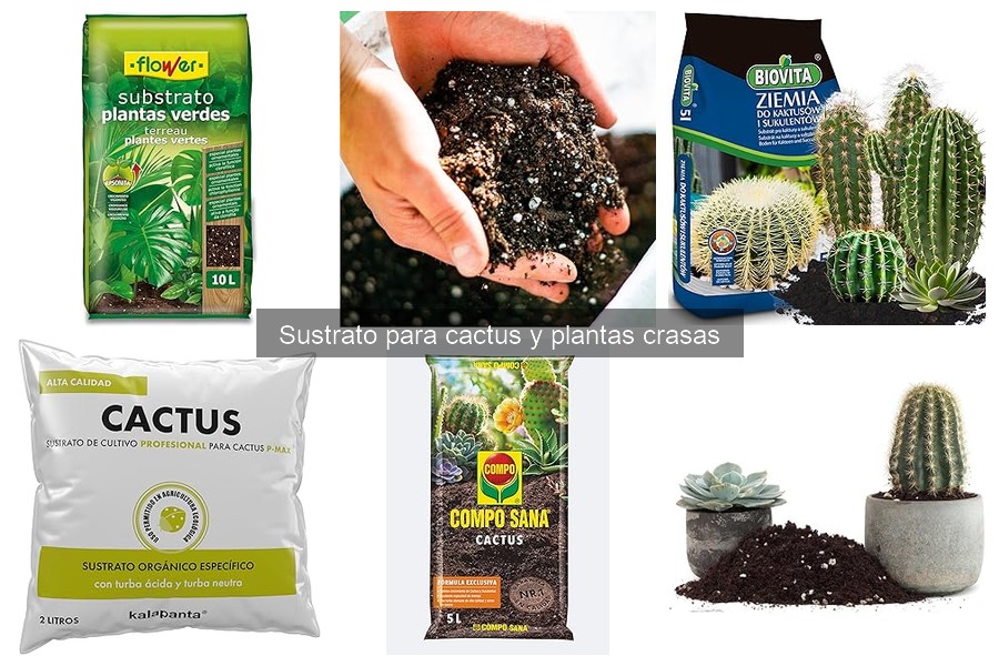 Cómo fertilizar cactus con el sustrato adecuado