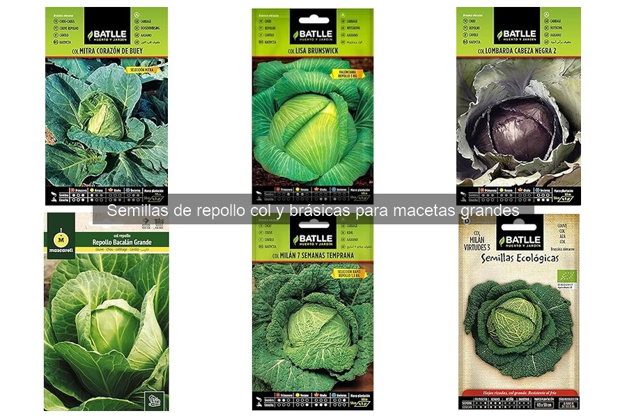 Cómo plantar semillas de repollo en macetas grandes