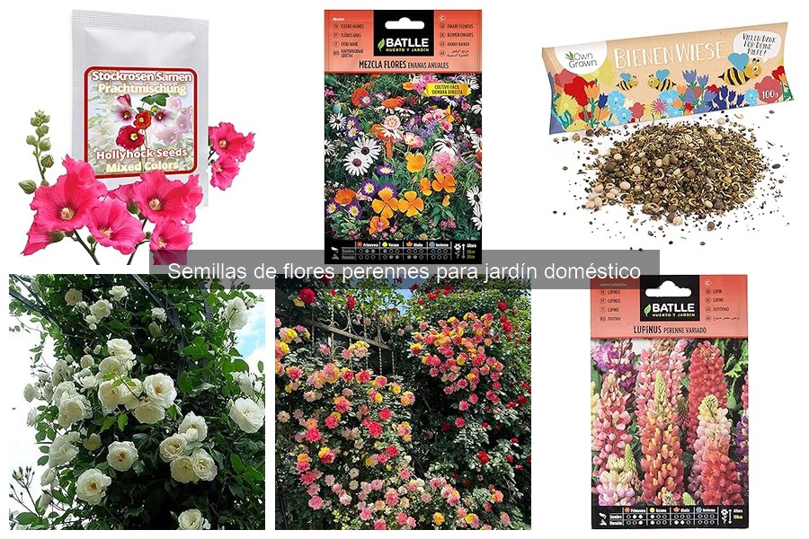 Cómo plantar y cuidar semillas de flores perennes
