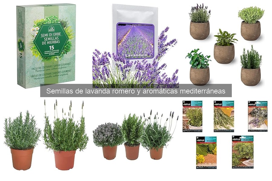 Cómo plantar y cuidar semillas de lavanda fácilmente
