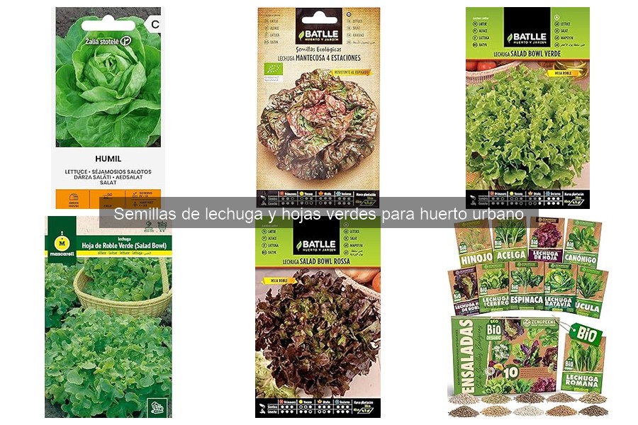 Cómo prevenir plagas en el cultivo de lechuga