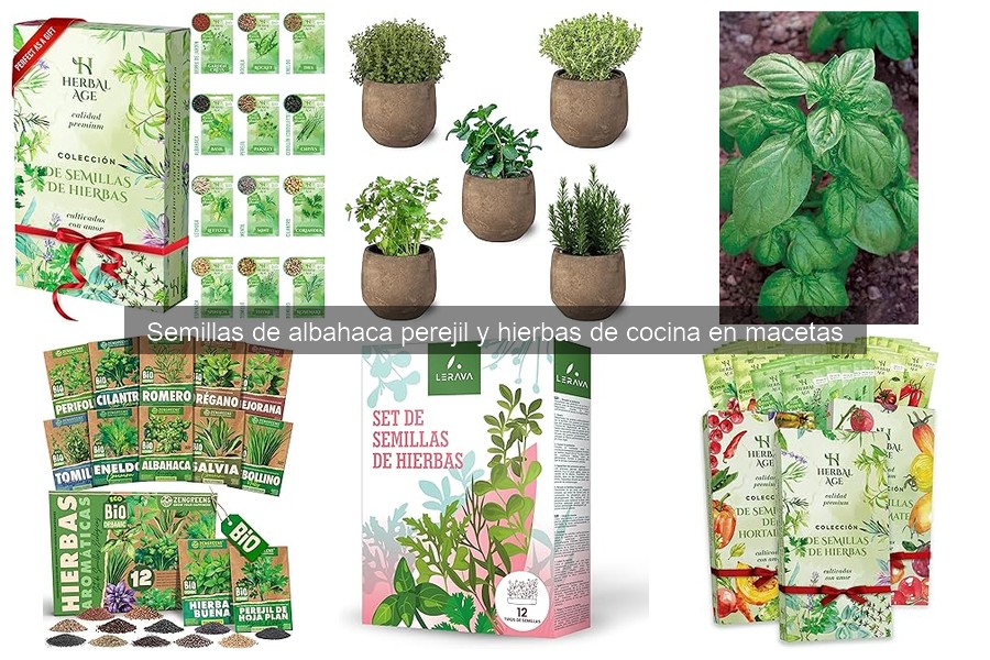 Cómo regar las semillas de albahaca para un crecimiento óptimo