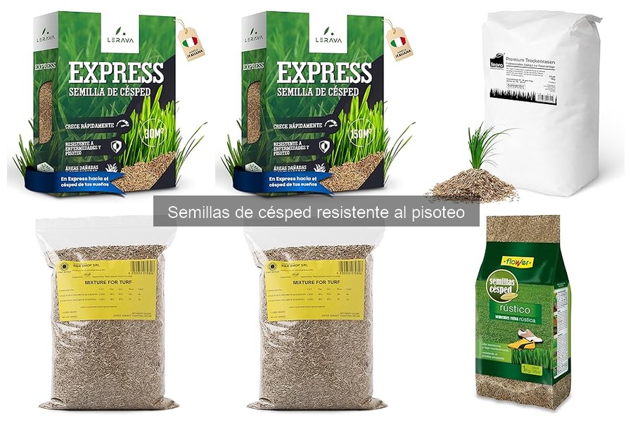 Comparativa de semillas de césped resistente al pisoteo