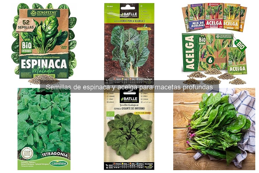 Comparativa de semillas de espinaca y acelga para macetas