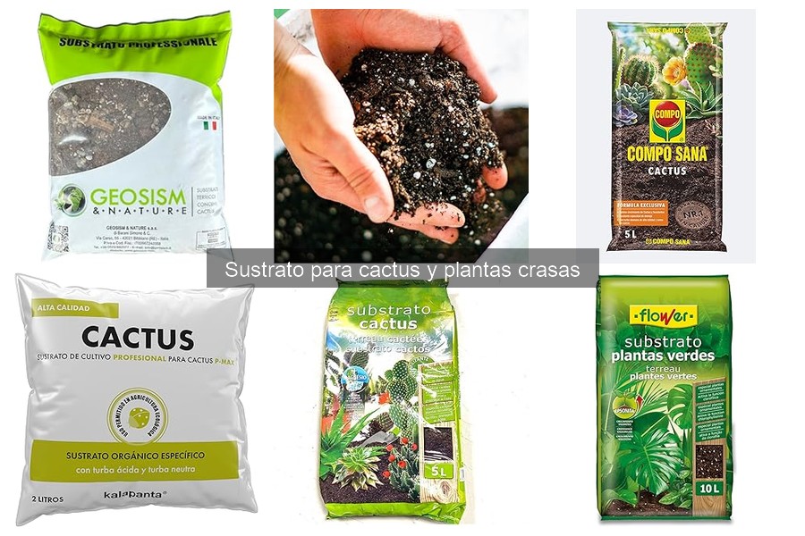 Comparativa de Sustratos para Cactus y Suculentas
