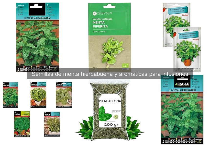 ** Comparativa entre semillas de menta hierbabuena y otras variedades