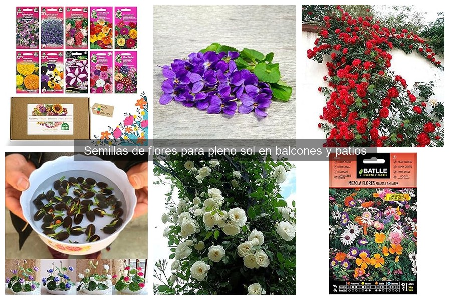 Comparativa: Semillas de Flores Anuales vs. Perennes para Balcones