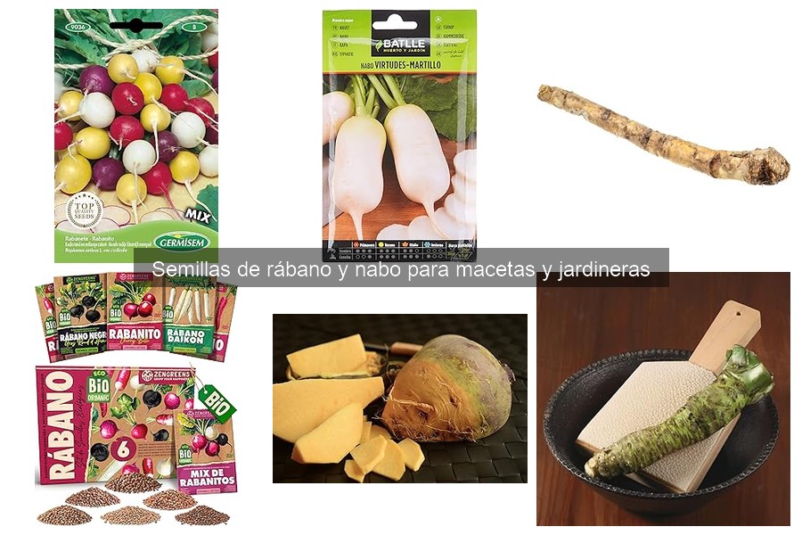 Compra semillas de rábano y nabo para macetas fácilmente